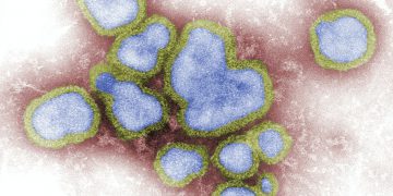 וירוס, צילום: CDC